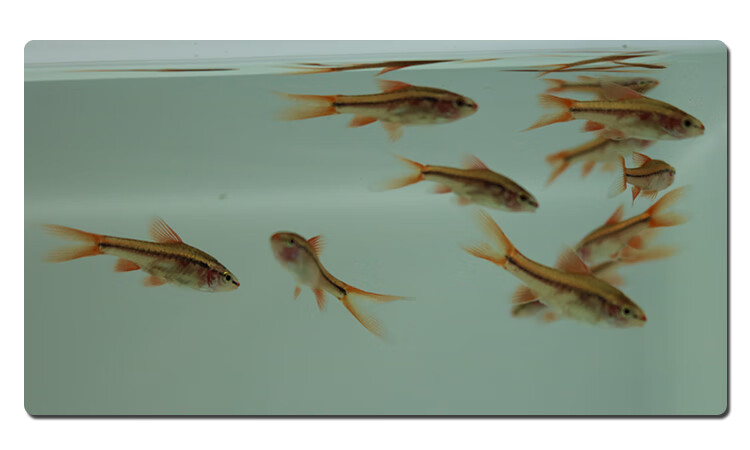 奢络弗 长尾樱桃灯红玫瑰鱼草缸精灵型鱼热带鱼观赏鱼淡水好养活体 浅