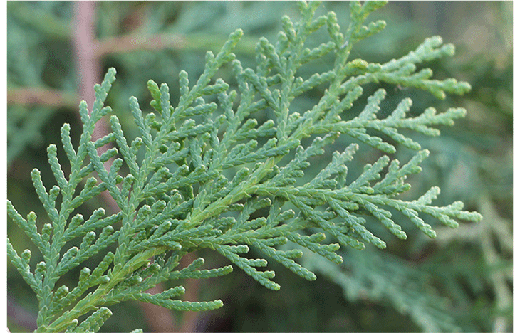 侧柏叶野生5斤中药材乌发侧伯扁柏叶新鲜侧柏叶 洗发包10包【图片