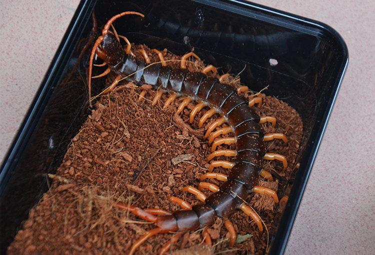 精品越南巨人蜈蚣全长18-20cm大个体 亚洲超大宠物蜈蚣 包全品 残品黄