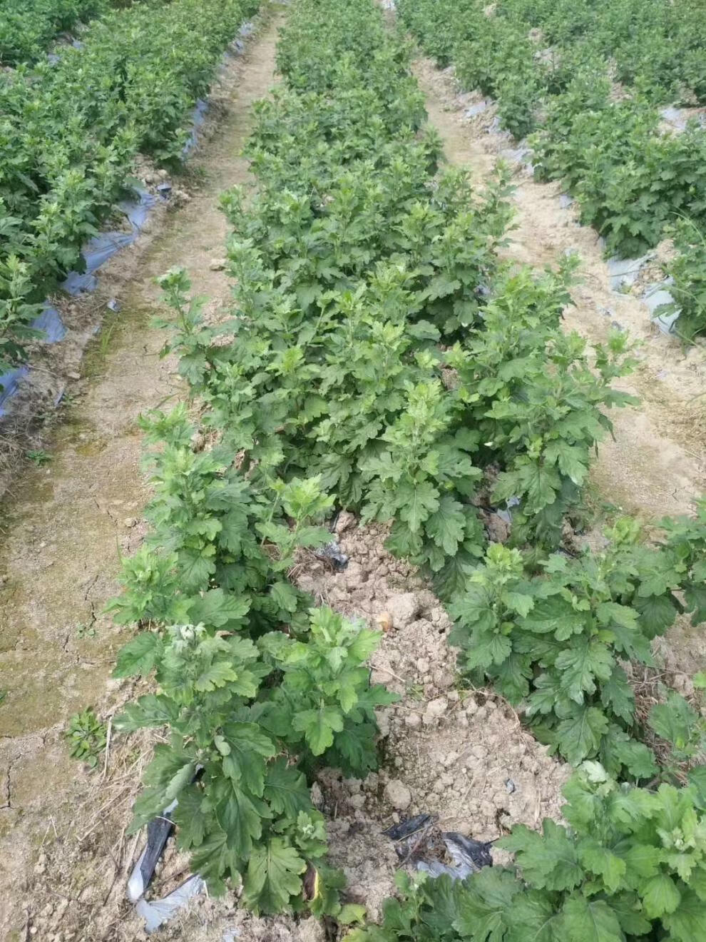 5折修水金丝皇菊大菊花茶散装500g一斤一朵一杯婺源黄菊特级散花