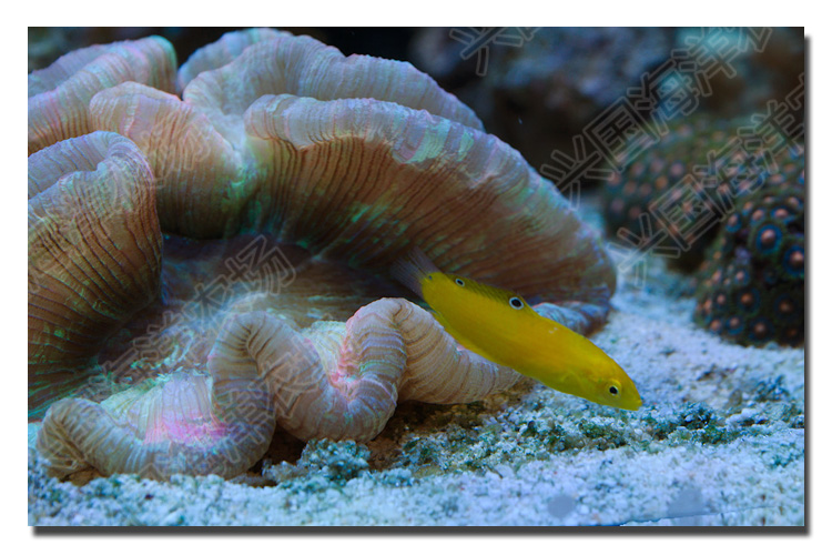 黄龙 活体海水鱼 海缸宠物观赏鱼 隆头鱼3-5cm海缸珊瑚缸吃虫养定快递