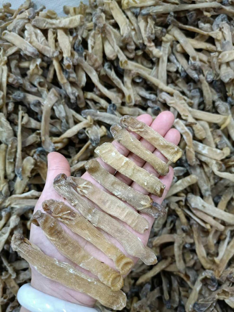 北京同仁堂原料野生中沙虫干海肠沙肠子海人参海虫干货海鲜海产广东