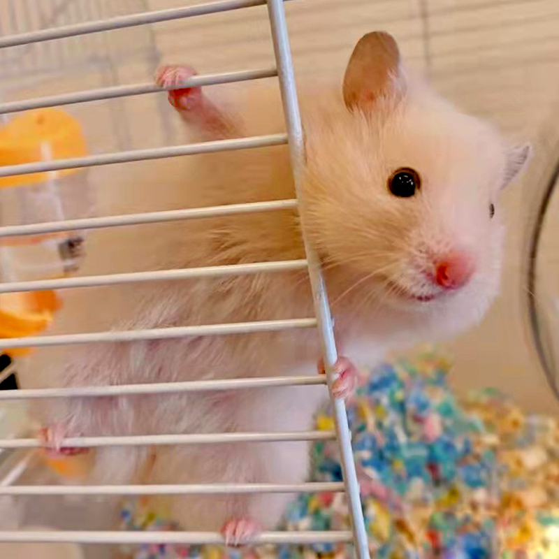 金丝熊仓鼠活物已打疫苗活体小苍鼠公仔宠物鼠小仓鼠笼子 母 金丝熊