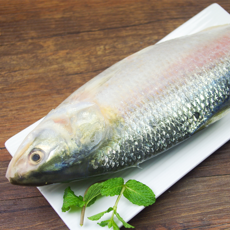 mpdq【顺丰冷链】鲥鱼鲜活 长江淡水鲥鱼 新鲜冰鲜现杀 生鲜水产鱼中