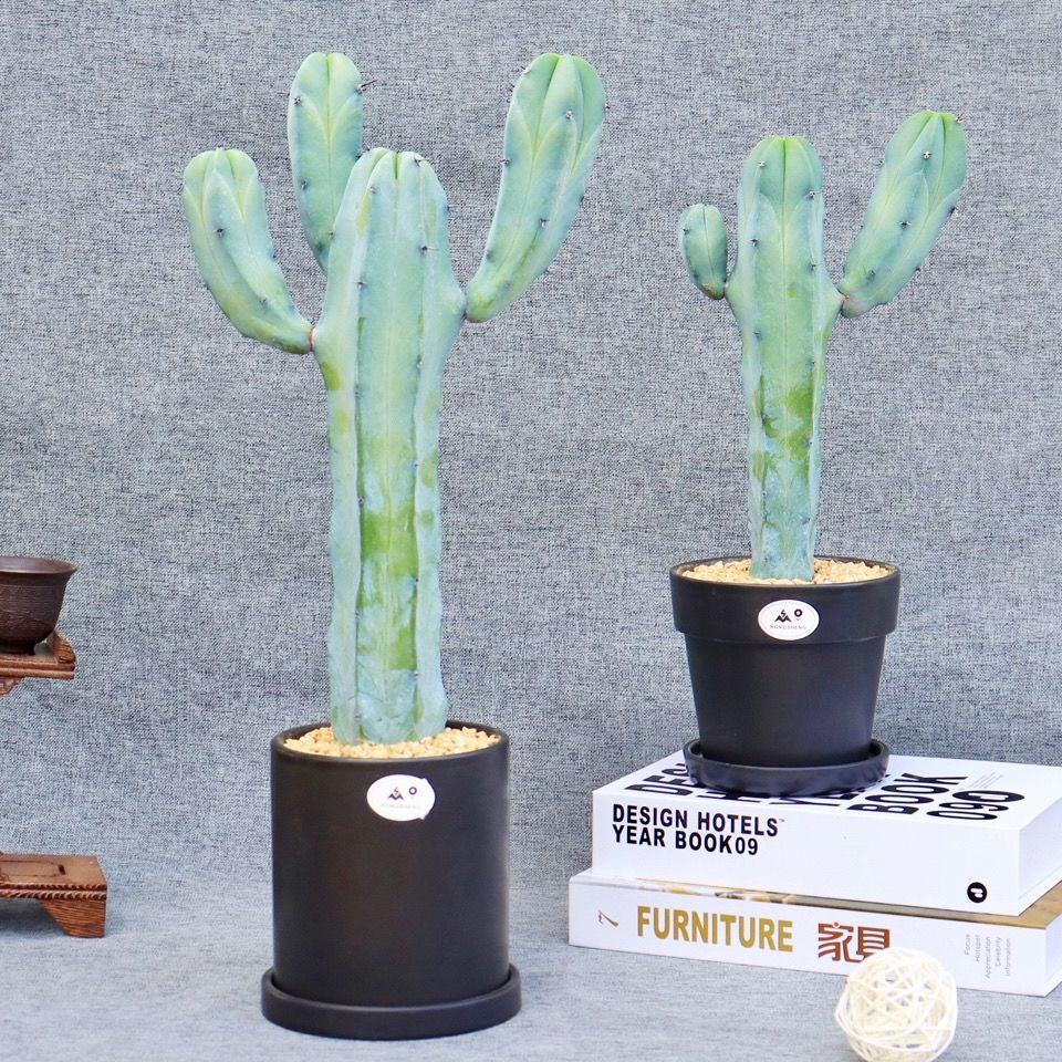 龙神木仙人柱 仙人球蓝色少刺网红仙人掌福禄寿室内多肉植物盆栽