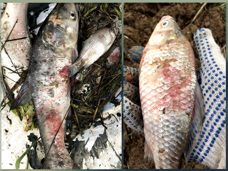 水霉病专治鱼药 水产养殖鱼塘消毒 水霉净烂尾长白毛 500ml/10瓶