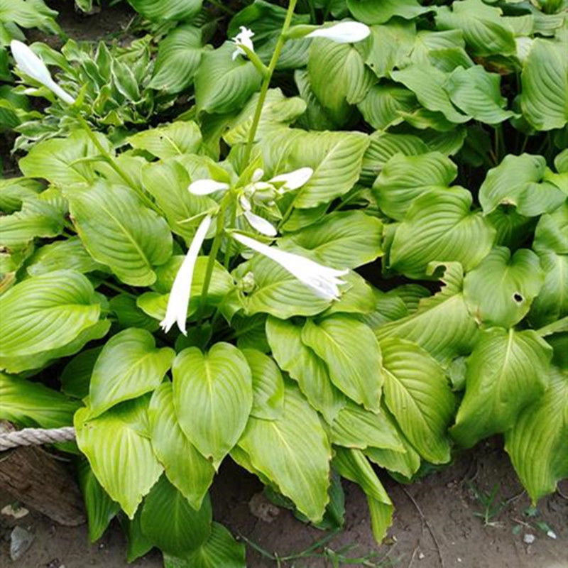 玉簪花苗别墅庭院地被植物宿根花卉当年开花耐寒花叶玉簪苗 花叶5株