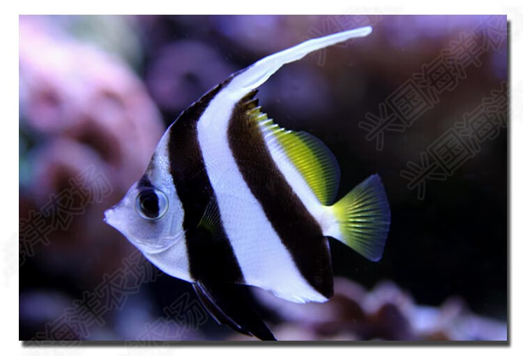 黑白关刀 海水鱼活体 观赏宠物鱼神仙鱼长鳍关刀鲽鱼快递包活 黑白