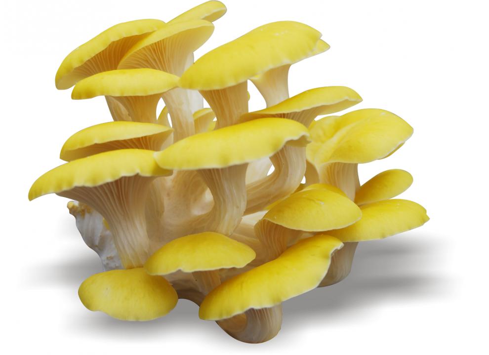 东北特产野生榆黄蘑干货长白山特产黄金菇干鸡油菌一斤 宓蝶 500g