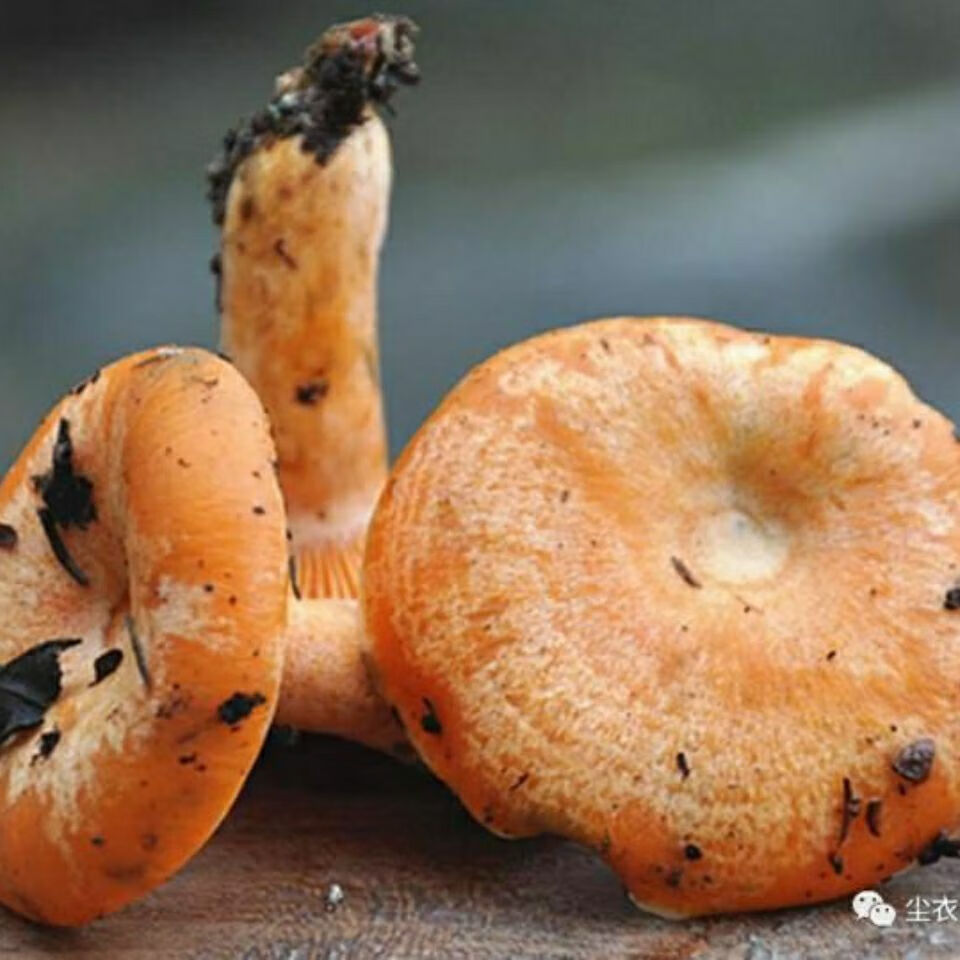 新货纯野生松树菌寒菌松菇松乳菇枞菌干品野生菌干货三九菌谷熟菌 干