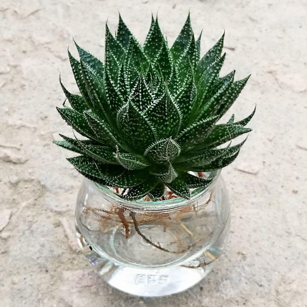 冰花芦荟水培植物盆栽室内绿植花卉好养易活四季水养花w7 冰花芦荟 不