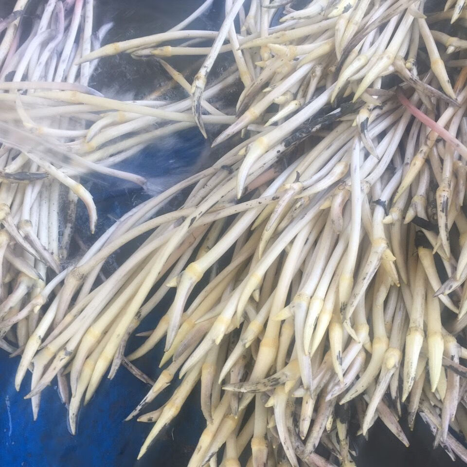 湖北特产洪湖新鲜藕带藕肠子藕尖莲藕梢子莲藕现摘蔬菜 2斤装精品藕带