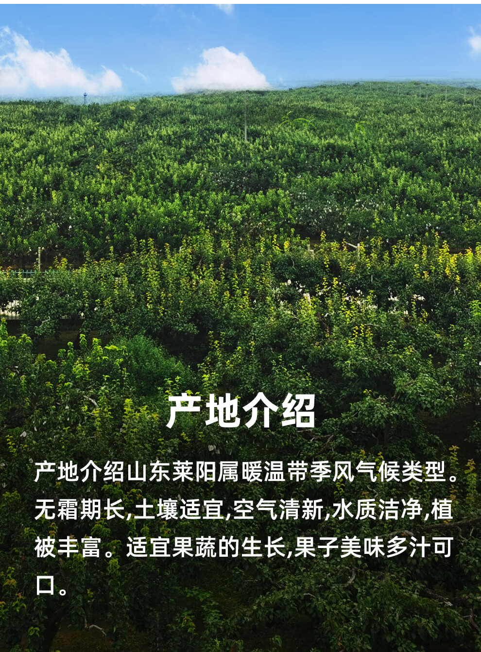 当季新鲜采摘 脆甜多汁 冰糖梨 丰水梨 秋月梨 丰水4.