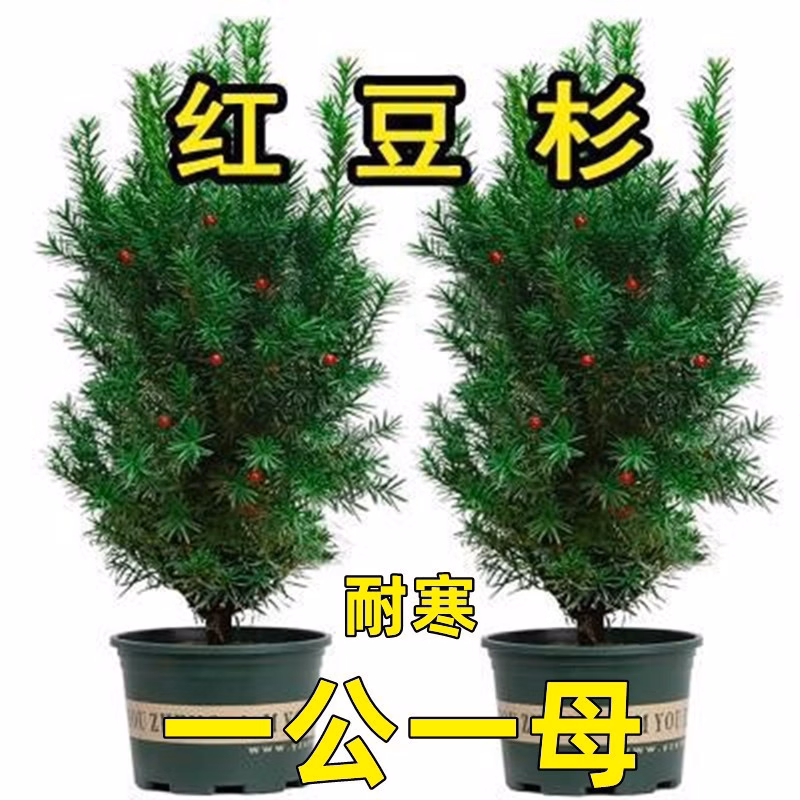 im2Ti/iky9QSPhtE9FO2xkc4zLLHv0SlPpwh