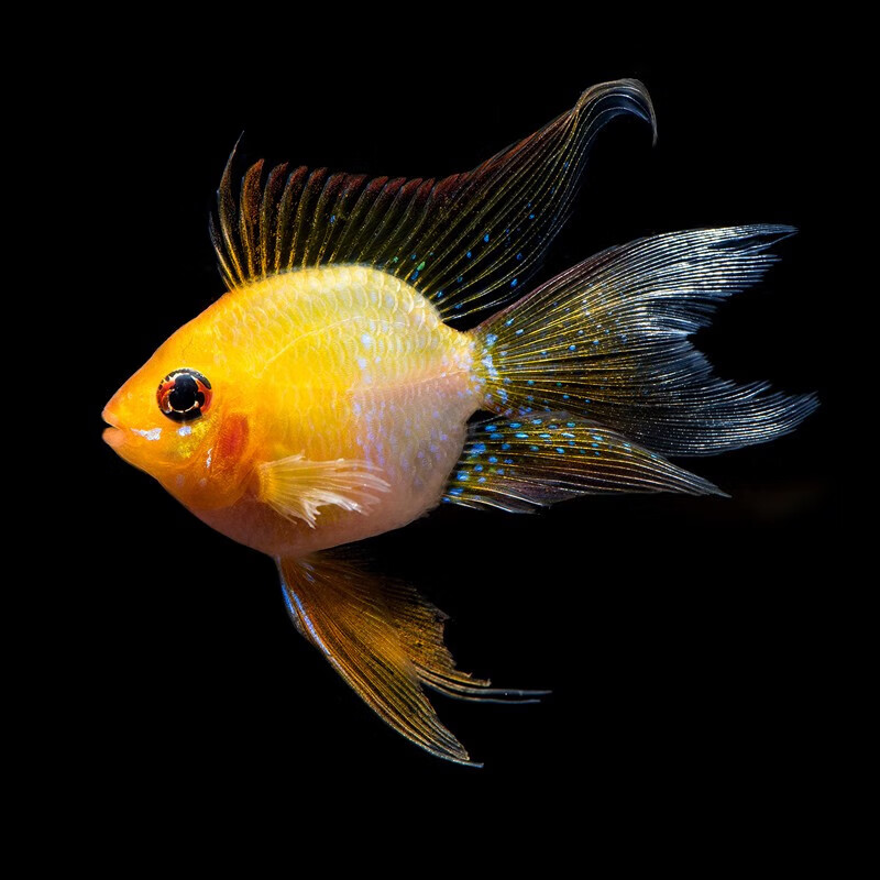 金波子鱼宠物波子皮卡丘热带淡水草缸小型观赏鱼颜色好包圆活体 朴彩(