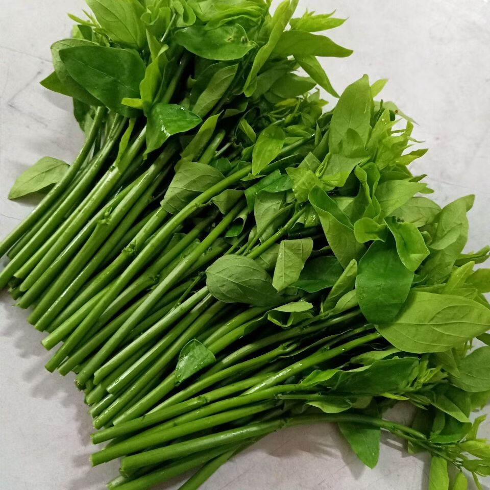 晨臻海南天绿香 树仔菜 新鲜五指山野菜 凉拌菜 海南青菜 2斤家庭聚餐