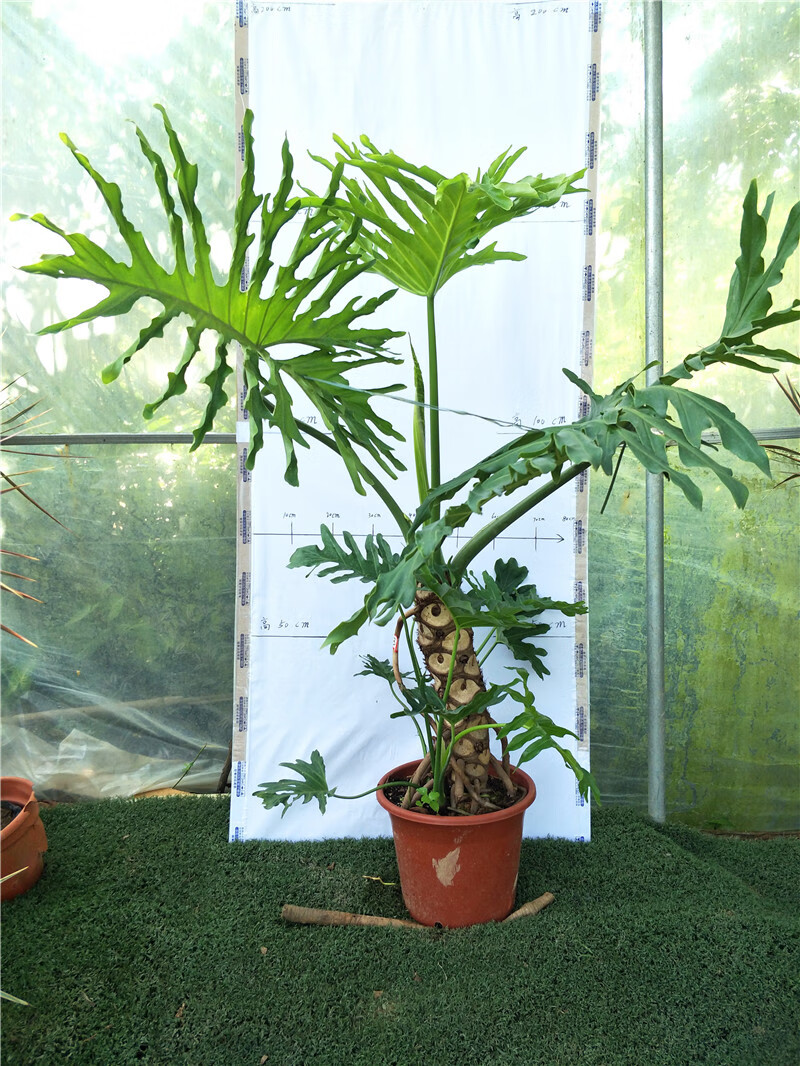 春羽 老桩龙鳞杆春羽 北欧风室内观叶绿植 羽裂喜林芋 黑色 4 不含盆