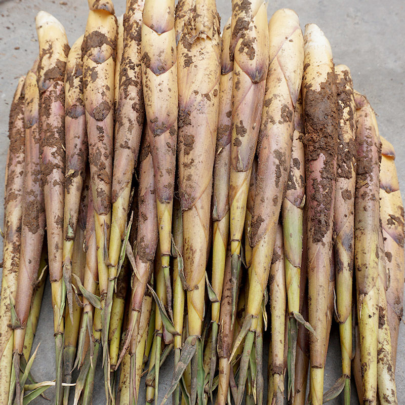 现发野生新鲜苦笋四川乐山甜竹笋春笋子苦竹笋嫩笋带壳小笋7斤
