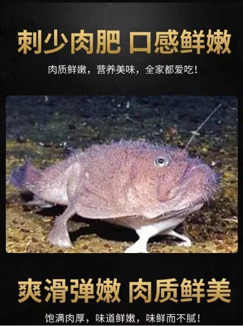 安康鱼新鲜整条鲜活速冻安康鱼冷冻安康鱼安康鱼带肝