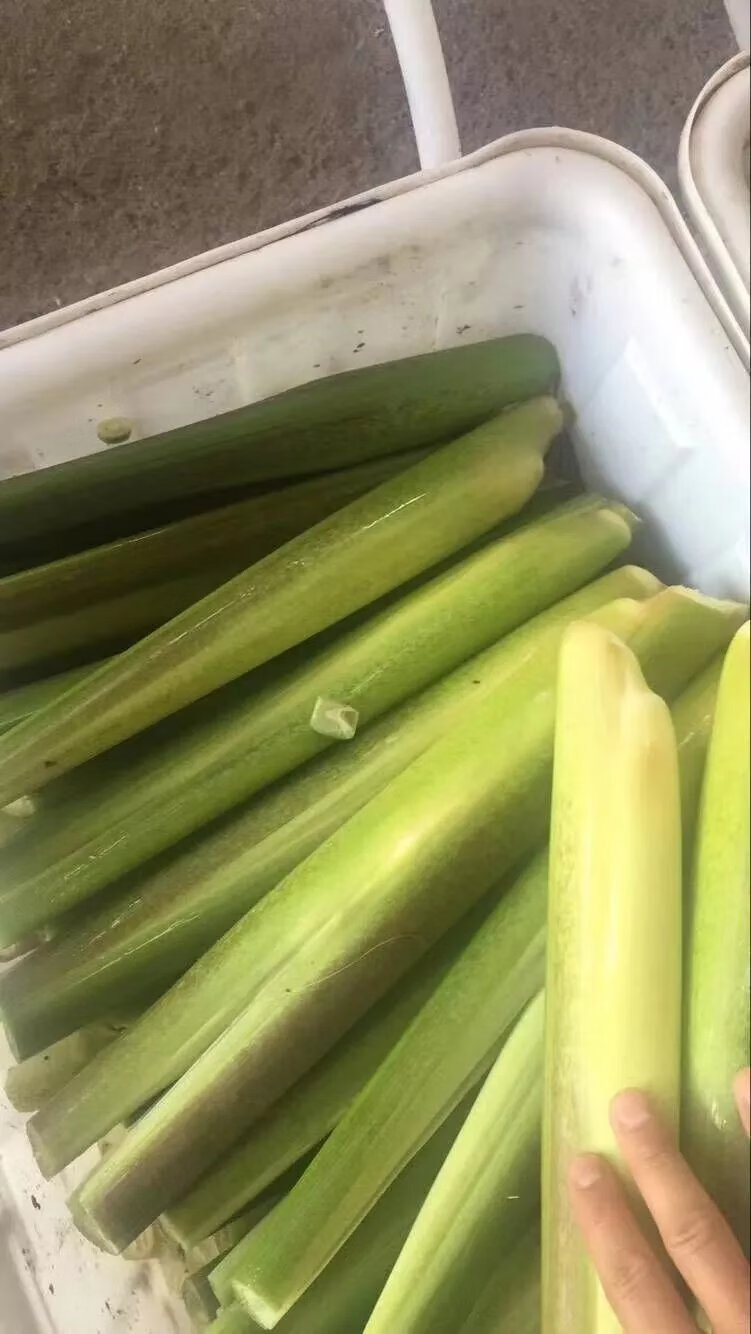 新鲜茭白高笋儿菜蔬菜茭瓜孕妇食材时令农产品茭白 1斤(精品)带壳发货