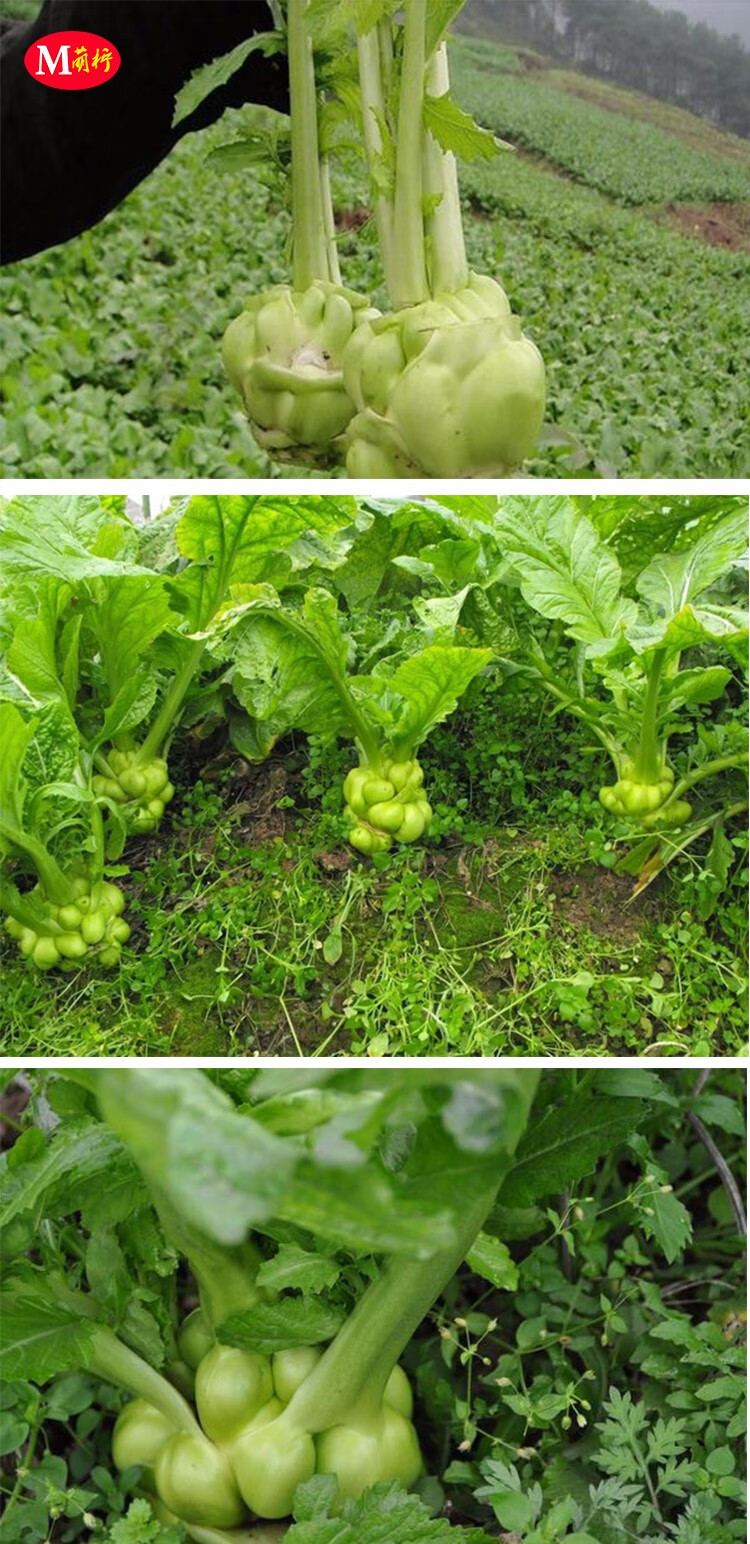 光头菜芥菜四季蔬菜种籽孑芥菜种籽种 大头榨菜约5000粒【5包】【图片