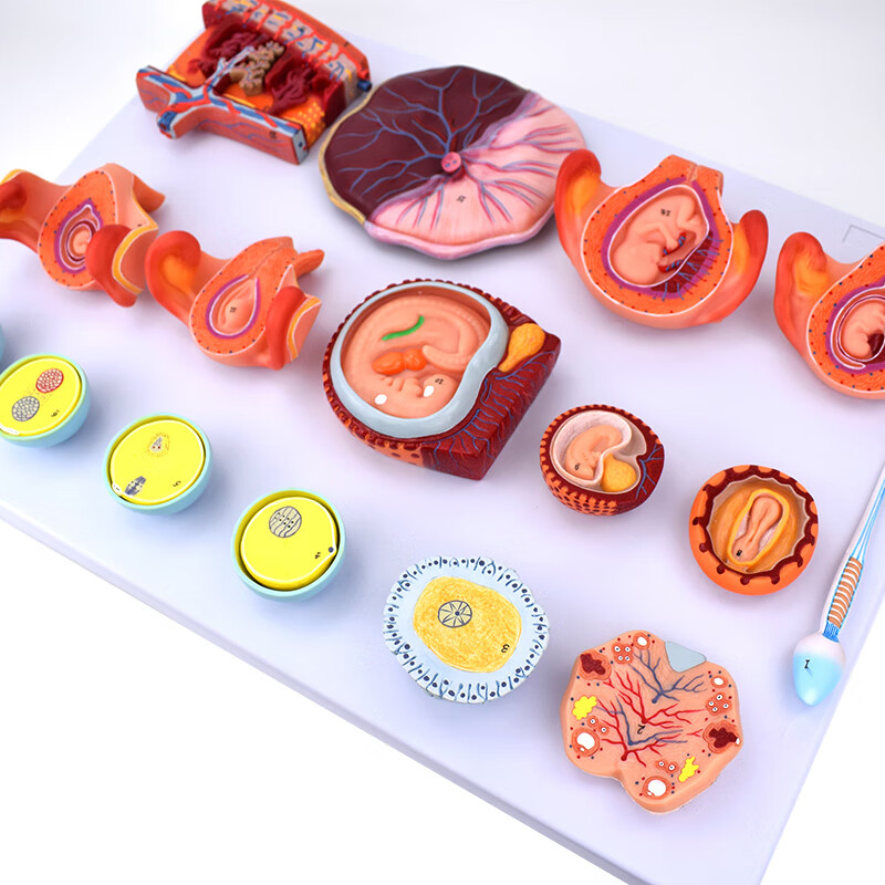 enovo颐诺 人体受精与早期胚胎发育过程模型 组织胚胎发生人体早期