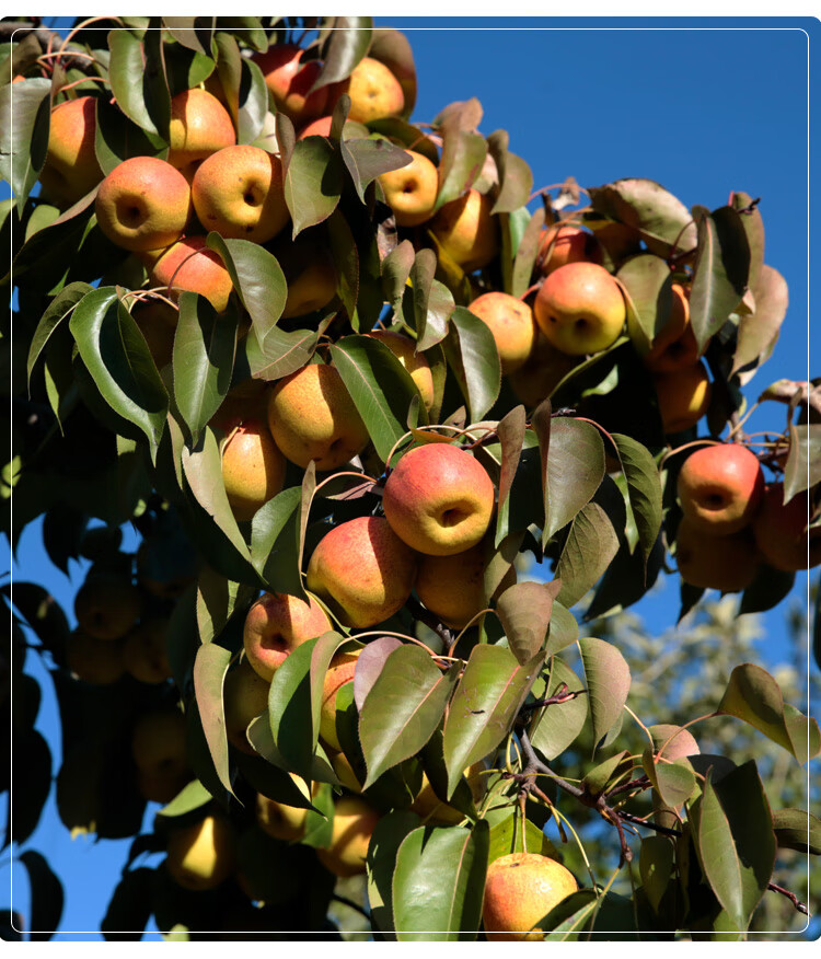 芬岚 密云本地红肖梨5斤新鲜水果脆甜爽口老北京红梨酥梨当季水果 5斤
