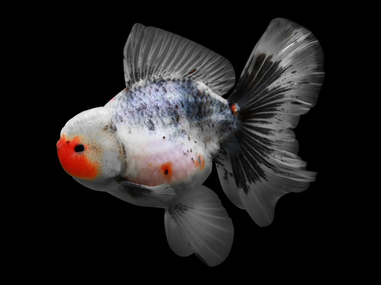 精品百褶泰狮金鱼冷水观赏鱼活鱼活体健康包活好养大尾狮子头金鱼 8