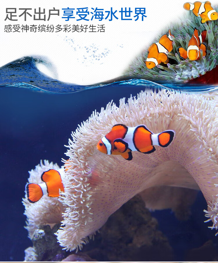 人工小丑鱼精品活体海水鱼毕加索喷点雪印黑冰熊猫金透红白金黑武士