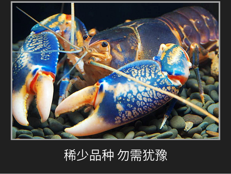 泽驭名宠观赏虾螯虾印尼火山破坏者星际天空蓝魔龙虾活体淡水蓝虾宠物