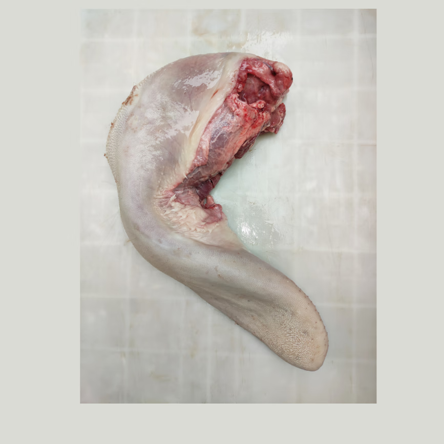 牛舌头新鲜整条牛舌现杀牛口条烧烤烤肉牛舌团建送礼生鲜 2斤【图片