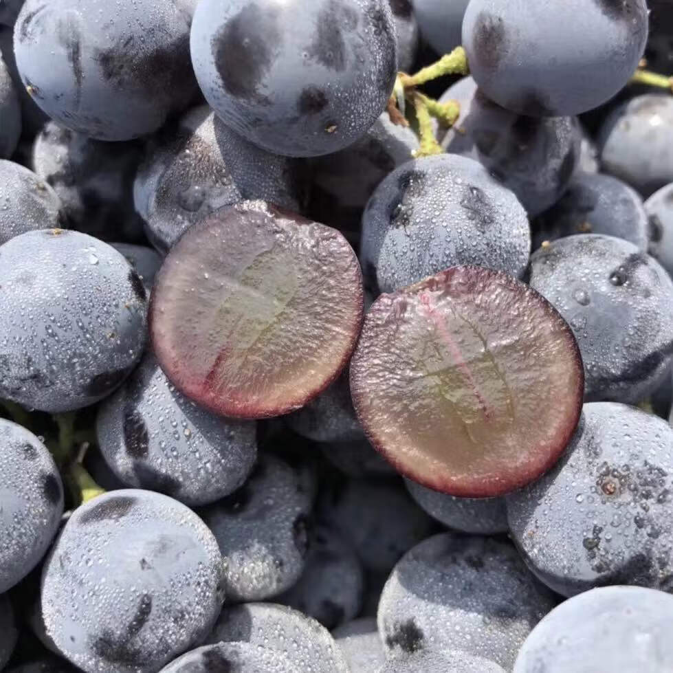新疆蓝莓葡萄新鲜无籽纯甜口孕妇水果比夏黑甜约4斤 3斤【图片 价格