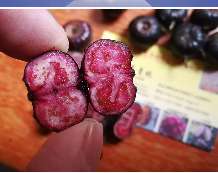 云南红果参鲜果 现摘现发罕见水果 红参果 新鲜稀有 水果 蜘蛛果当季