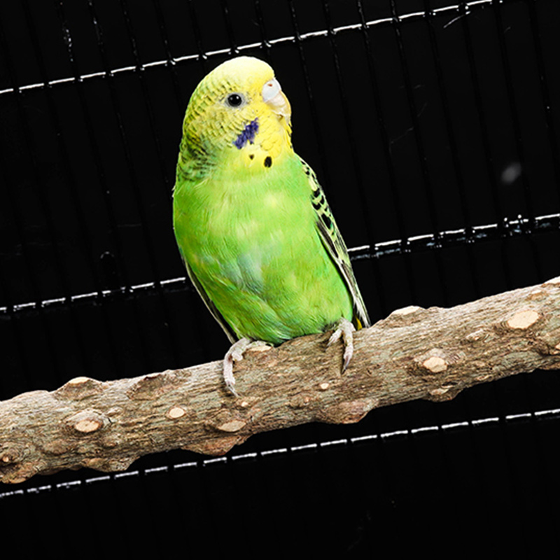 花椒木鹦鹉鸟站杆磨爪棍站台跳台啃咬磨嘴玩具 15cm站杆 8cm站台