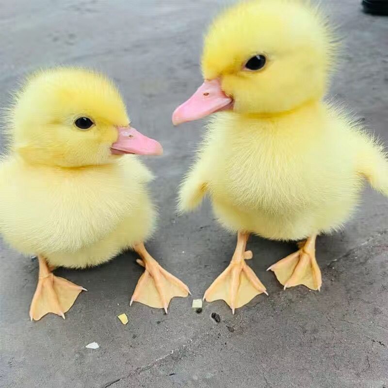 安小离宠物小鸭网红小黄鸭小萌鸭子活体儿童玩伴复读鸭包活小黄鸭【10