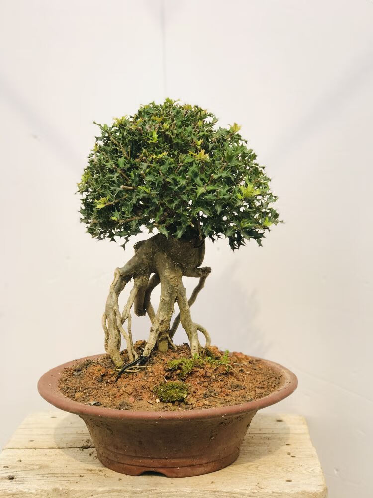 原生微型小叶枸骨盆景猫儿刺枸骨盆栽桌面绿植耐寒实物327带盆栽好