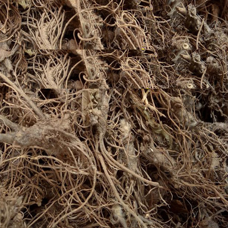 北京同仁堂原料广西正宗地胆头干货新鲜矮脚地胆草根广东煲汤料中药材