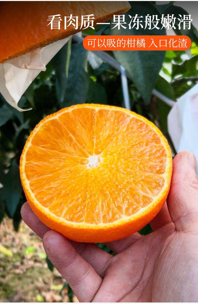 【顺丰】正宗象山红美人柑橘桔子爱媛果冻橙28号水果新鲜当季 5斤 15