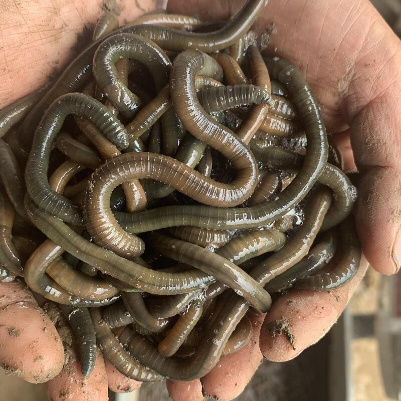 鲜活青蚯蚓号臭蚯蚓活体蚯蚓钓鱼鱼饵野生黑蚯蚓黄鳝诱饵活饵 小号