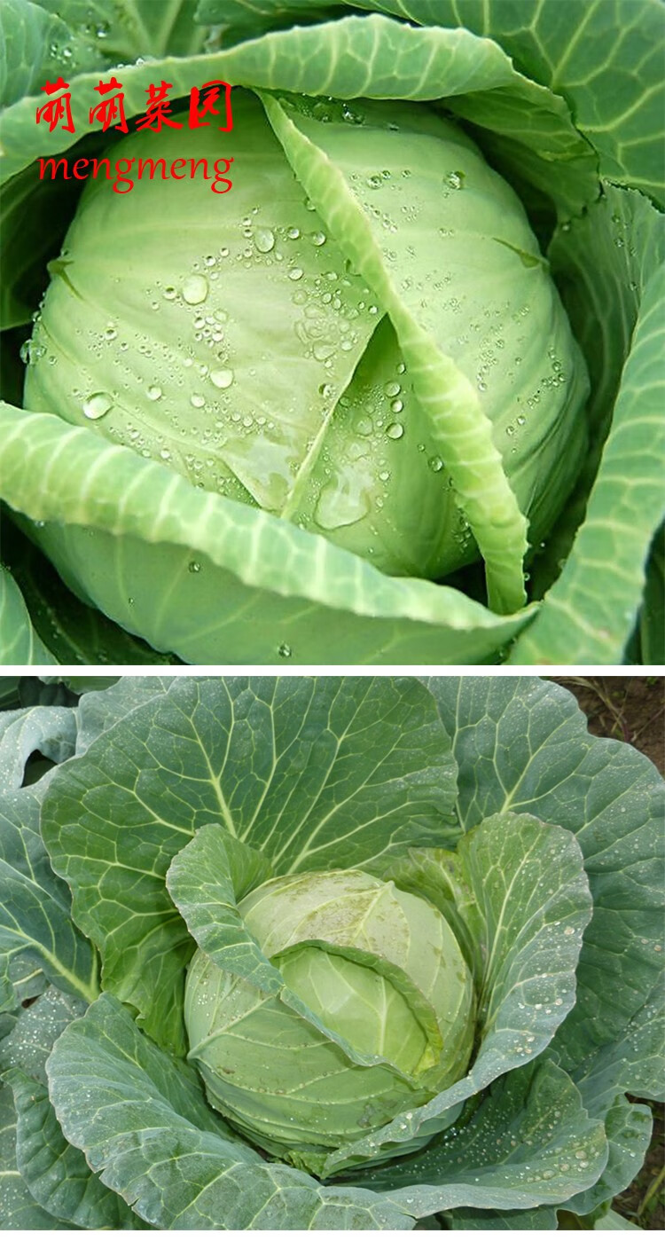 京丰一号甘蓝种子扁圆包菜种子卷心包菜菜秋冬季农家蔬菜种孑耐寒
