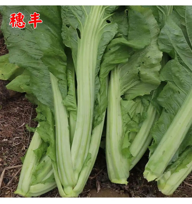 肉甜芥菜种子春秋农家菜园芥菜蔬菜种子 客家甜竹芥10克(10包)【图片