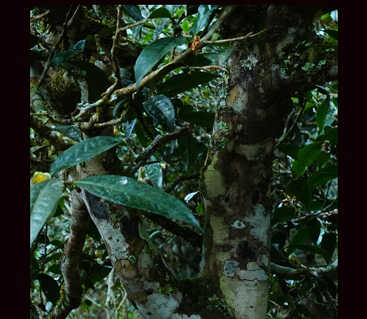 618古寨春第二件0元云南生茶饼古树班章茶叶357g茶饼