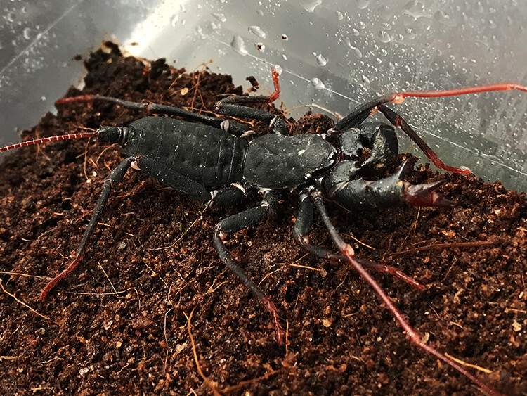 宠物蝎 鞭蝎雷达蝎活体雨林蝎 巨型宠物蝎子蜘蛛另类爬虫活体 成体