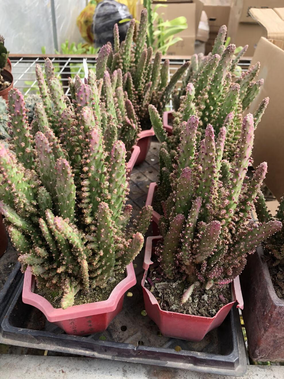 财手多肉植物组合盆栽摇钱树仙人掌又名姬珊瑚卉绿植多肉小盆栽手盆46