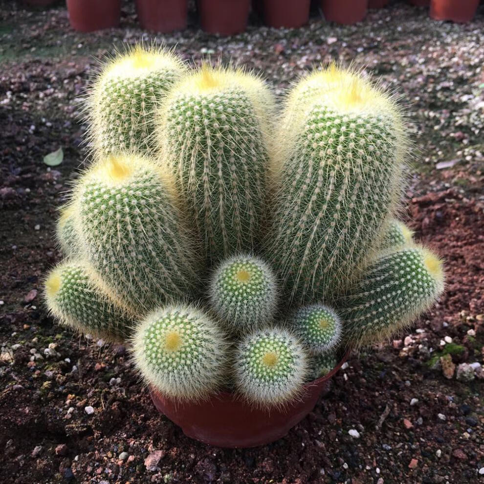 金丝猴多头群生盆栽仙人球绿植 多肉植物 辉煌群生 盆口直径13cm 含盆