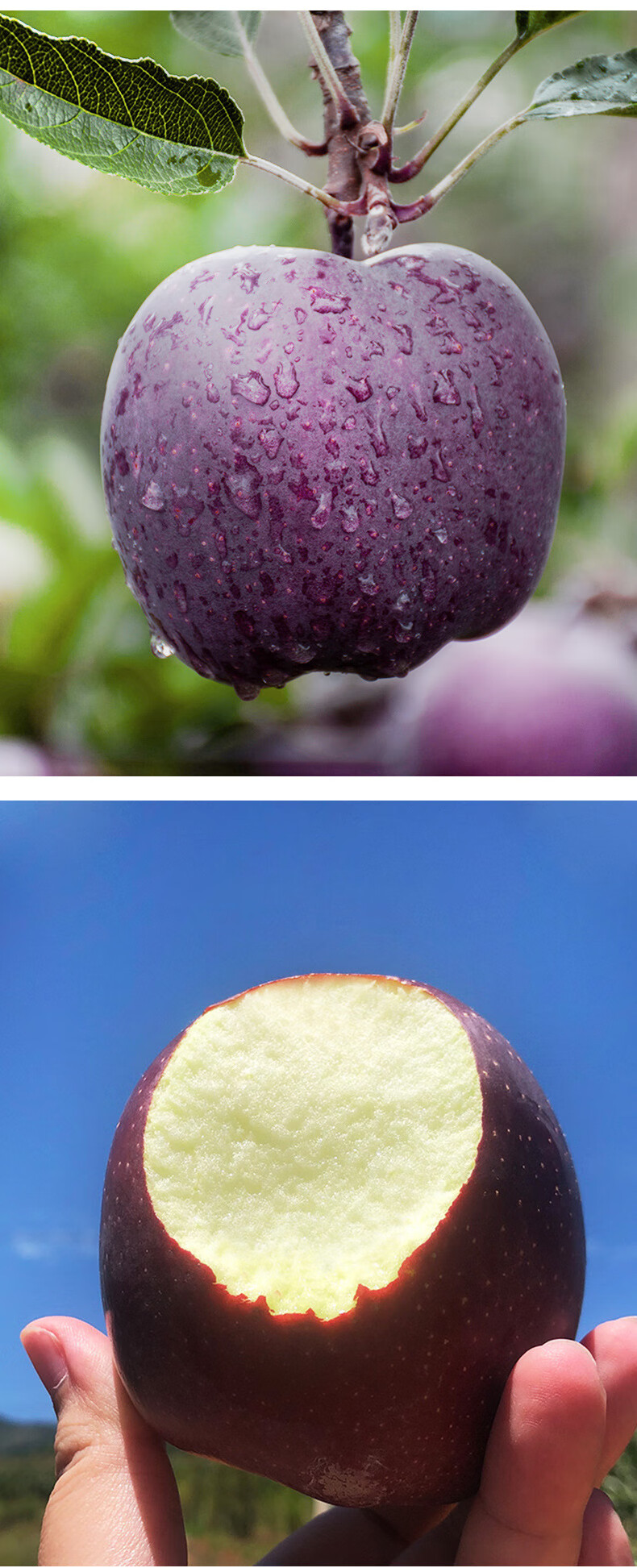 紫色浪漫圣诞苹果 新品种黑钻苹果应季新鲜稀有水果 6斤【礼盒装】