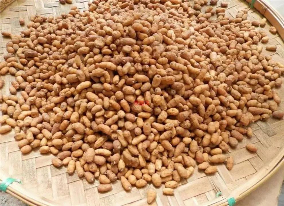 富润世 油沙豆油莎豆种子带皮虎坚果圆形 长粒2020年种植晒干可做种子