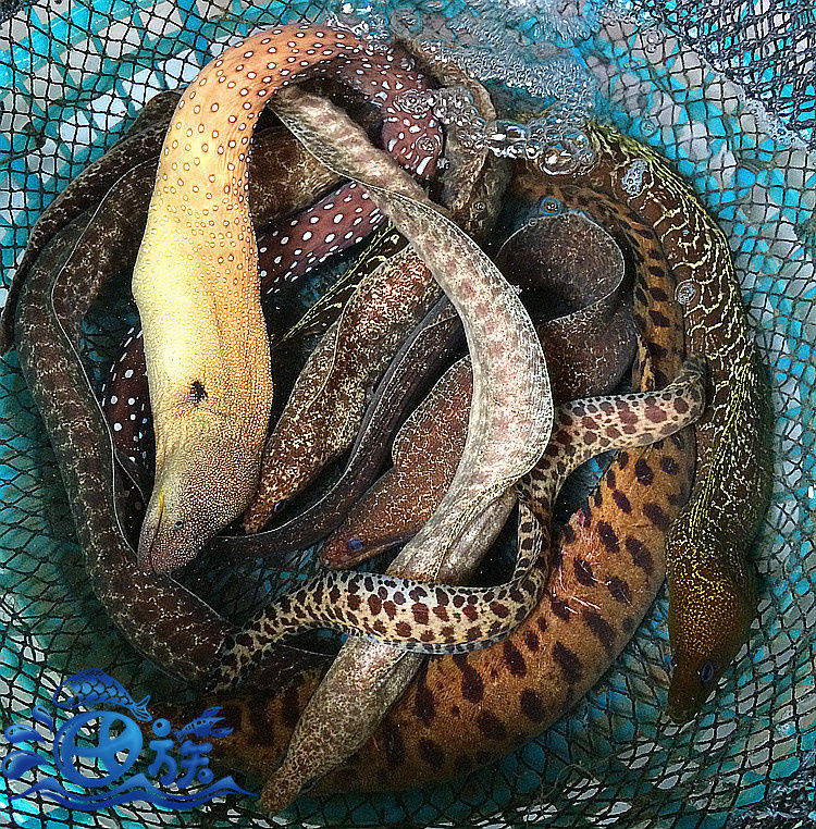 康胜谊 鲜活虎鳗鱼 食用海鳗新鲜虎鳗鱼海鳗鱼金钱鳗鱼薯鳗石鳗 3条或