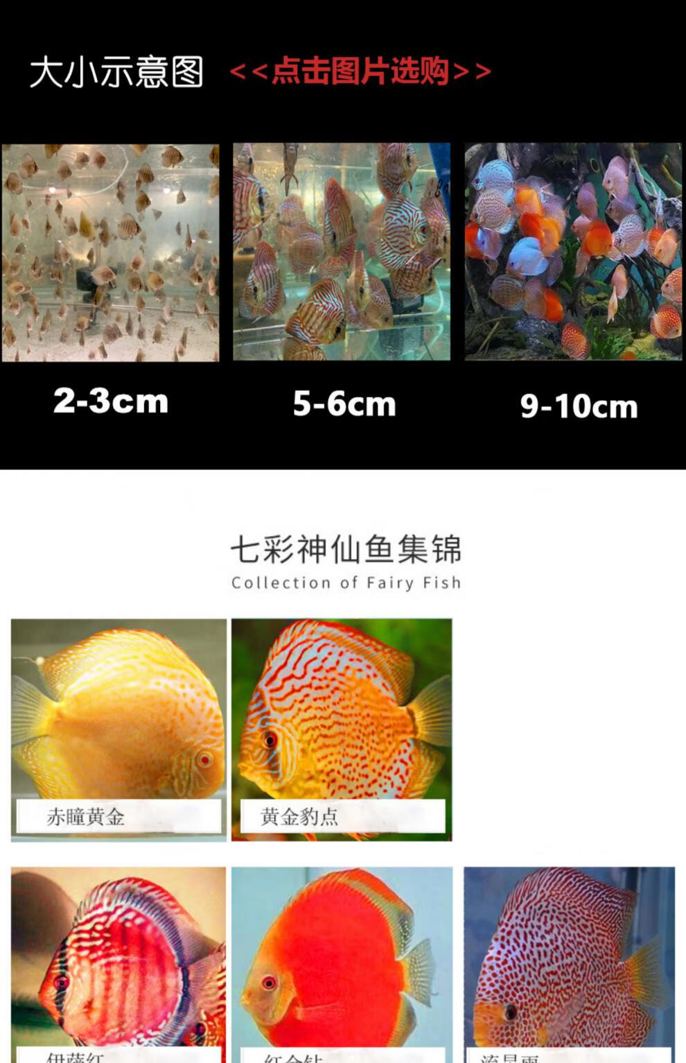 七彩鱼图片及名称图片