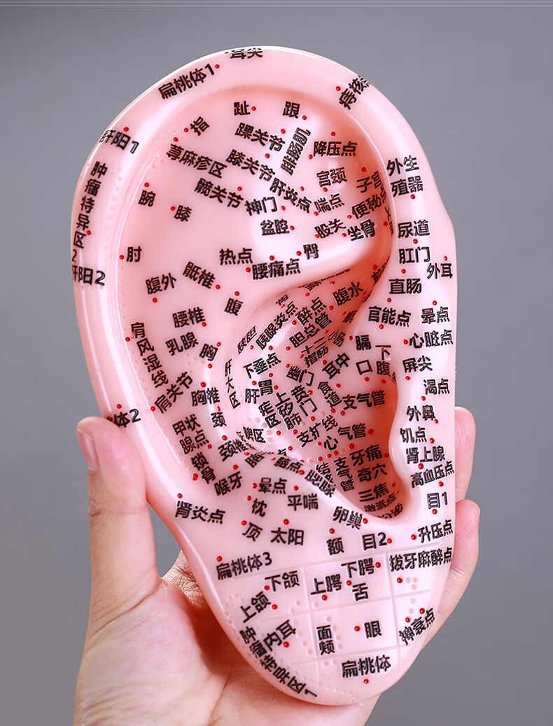 清晰多穴位刻字耳穴模型耳部针灸模型耳朵耳穴压豆耳贴廓理疗18cm 多